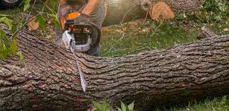 How Our Tree Care Process Works  in Botkins, OH